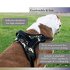 Personalized No Pull Dog Harness 