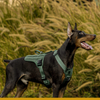 No Pull Easy Walk Dog Harness