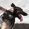 Military Adjustable Dog Collar Heavy Duty Dog Collar 